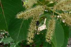Terminalia elliptica
